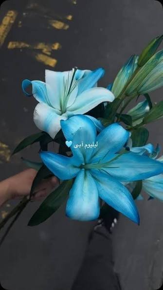  عکس گل لیلیوم پینترستی آبی