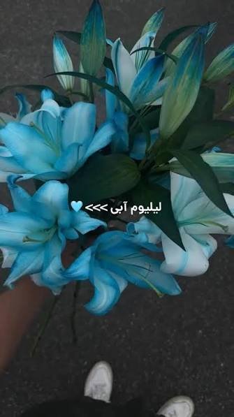  عکس گل لیلیوم پینترستی آبی