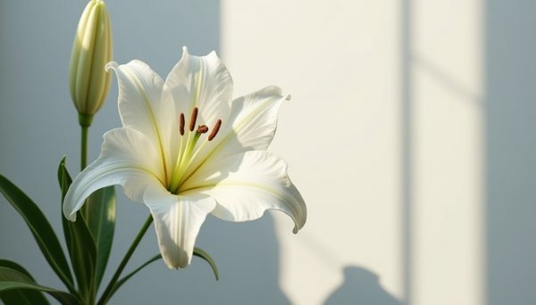  عکس گل لیلیوم برای بک گراند