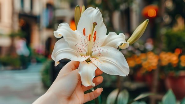  عکس گل لیلیوم برای بک گراند