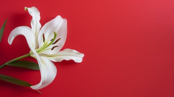  عکس گل لیلیوم برای بک گراند