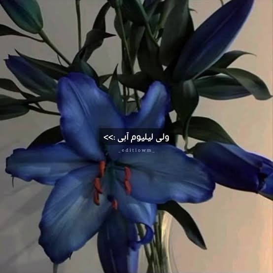  عکس گل لیلیوم آبی برای پروفایل