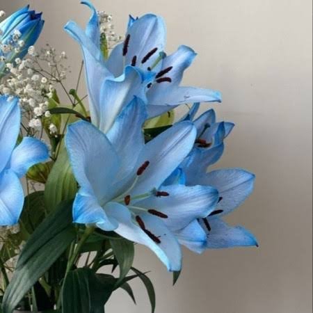  عکس گل لیلیوم آبی برای پروفایل