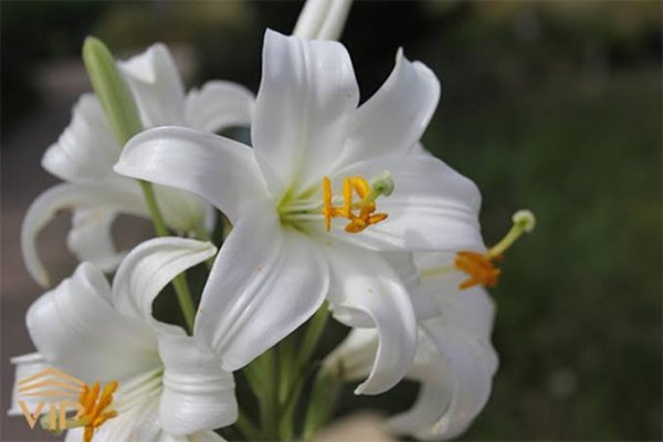  عکس گل لیلیوم سفید