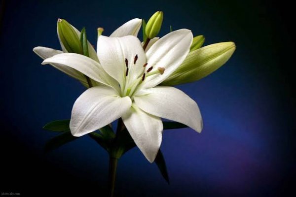  عکس گل لیلیوم سفید