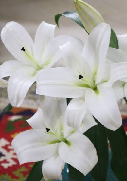  عکس گل لیلیوم سفید