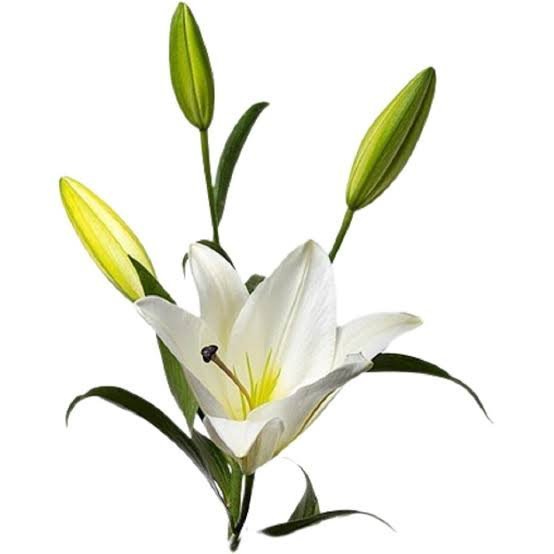  عکس گل لیلیوم سفید