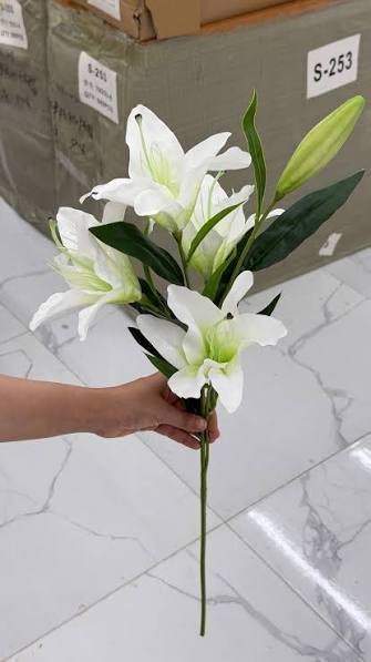  عکس گل لیلیوم سفید