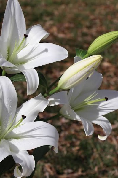  عکس گل لیلیوم سفید