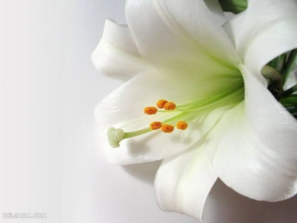  عکس گل لیلیوم سفید