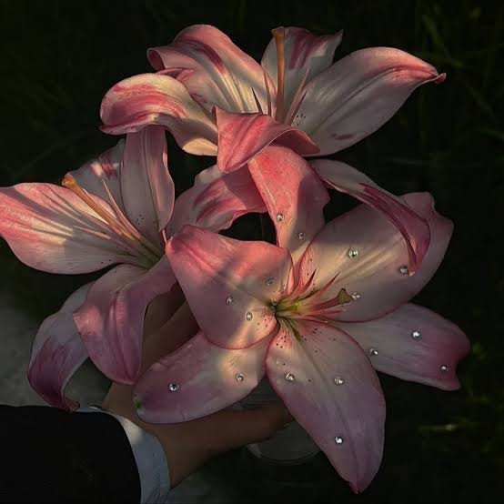  عکس گل لیلیوم صورتی برای پروفایل