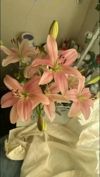 عکس گل لیلیوم صورتی برای پروفایل