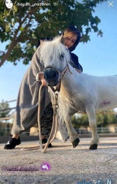  عکس پونی واقعی