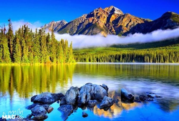  عکس جنگل با کیفیت 4k