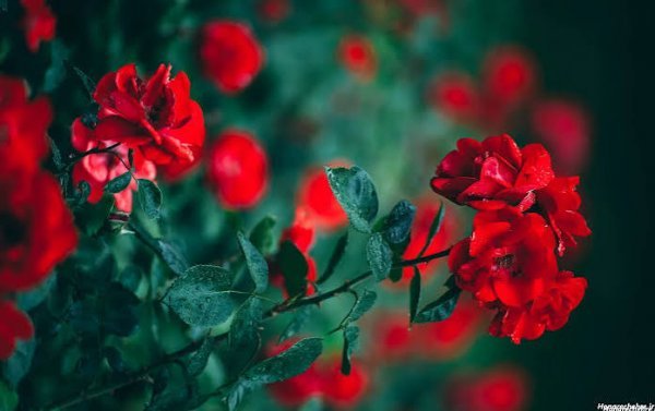  زیباترین والپیپر با کیفیت 4K برای دسکتاپ