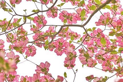  عکس پس زمینه دسکتاپ زیبا و مدرن