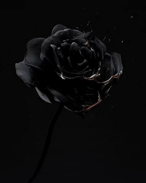  عکس سیاه