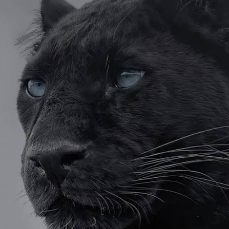  عکس پروفایل پلنگ سیاه با کیفیت 4K