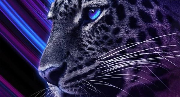  عکس پروفایل پلنگ سیاه با کیفیت 4K