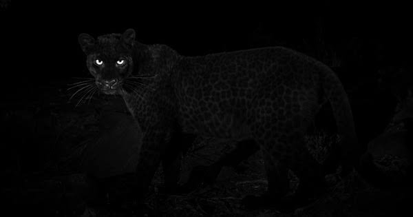  عکس پروفایل پلنگ سیاه با کیفیت 4K