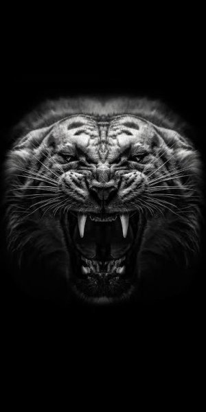  عکس ببر سیاه واقعی