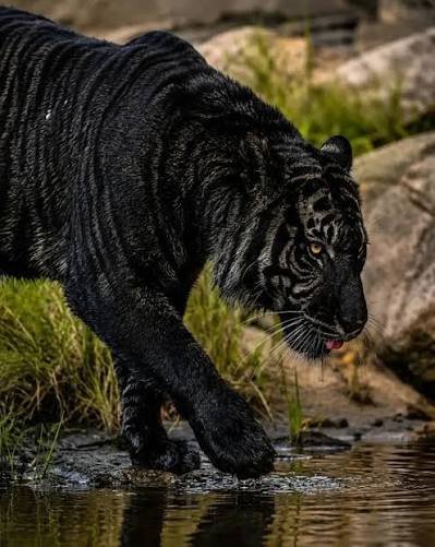  عکس ببر سیاه واقعی