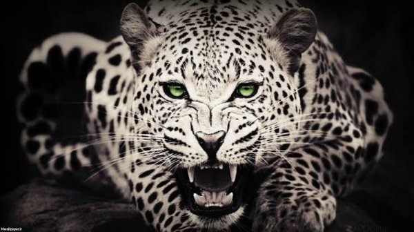  عکس ببر سیاه برای تصویر زمینه