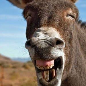  عکس خر شرک برای بک گراند
