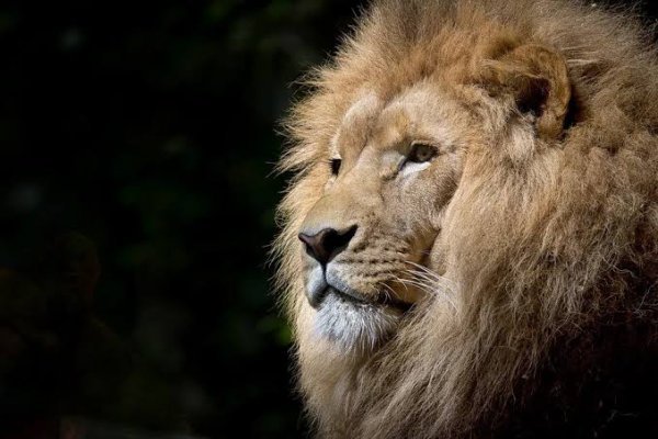  زیباترین والپیپر حیوانات با کیفیت بالا