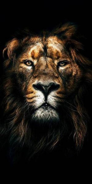  زیباترین والپیپر حیوانات با کیفیت بالا