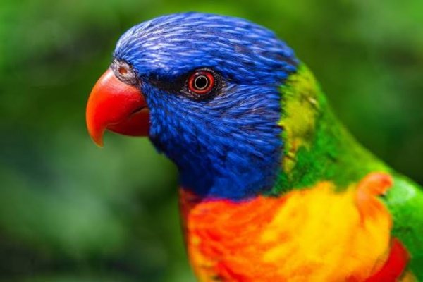  تصویر زمینه حیوانات با کیفیت بالا