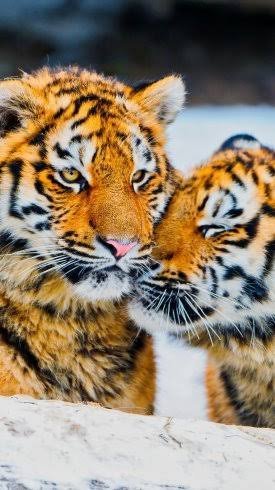  تصویر زمینه حیوانات با کیفیت بالا