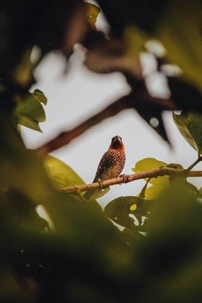  تصویر زمینه حیوانات با کیفیت بالا