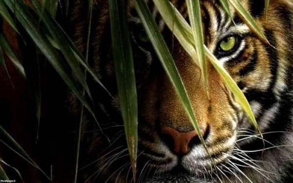 تصویر زمینه حیوانات با کیفیت بالا