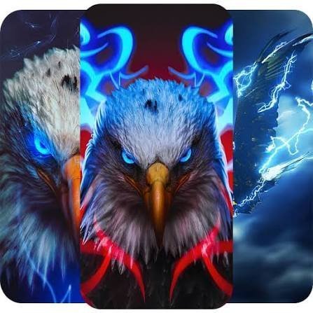  زیباترین عکس عقاب با منقار و چشمان تیز