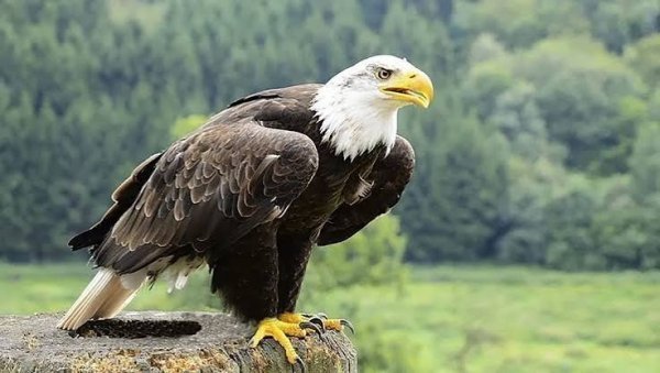  زیباترین عکس عقاب با منقار و چشمان تیز