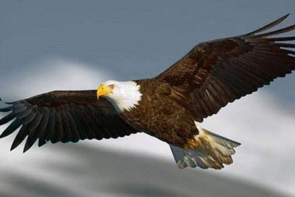  زیباترین عکس عقاب با منقار و چشمان تیز