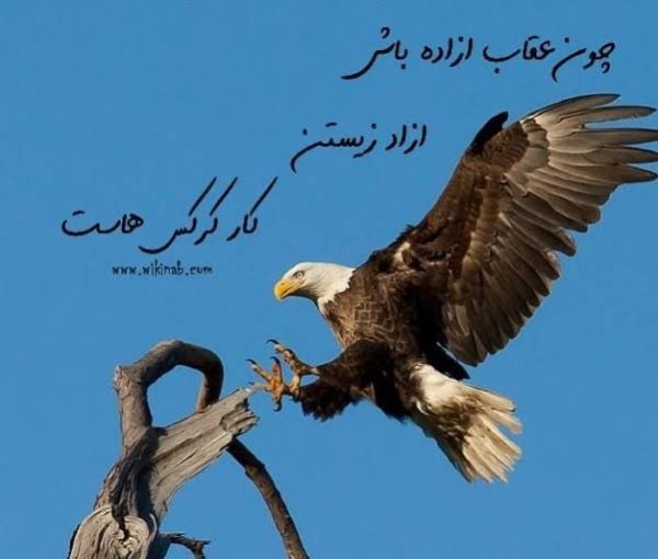  عکس عقاب خفن برای پروفایل