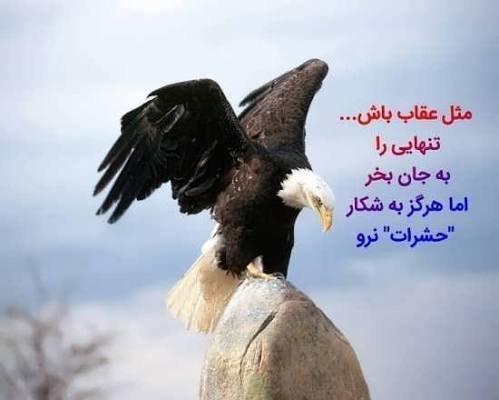  عکس عقاب خفن برای پروفایل
