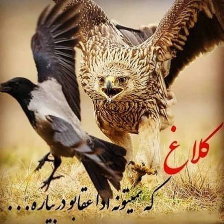  عکس عقاب خفن برای پروفایل
