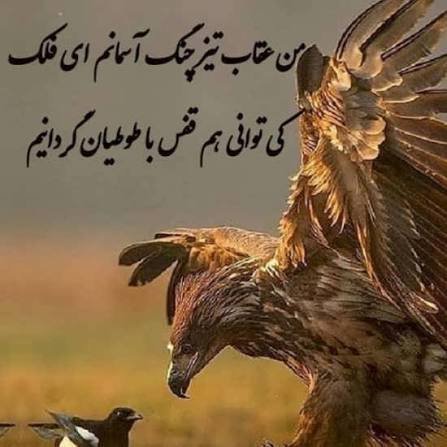  عکس عقاب خفن برای پروفایل