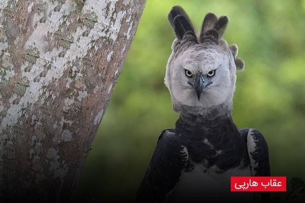  عکس عقاب ترسناک