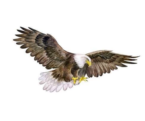  نقاشی عقاب زیبا