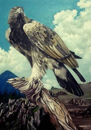  نقاشی عقاب زیبا