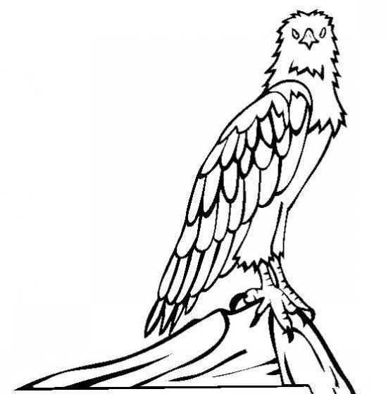  نقاشی عقاب آسان