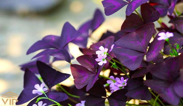 زیباترین عکس گل بنفش