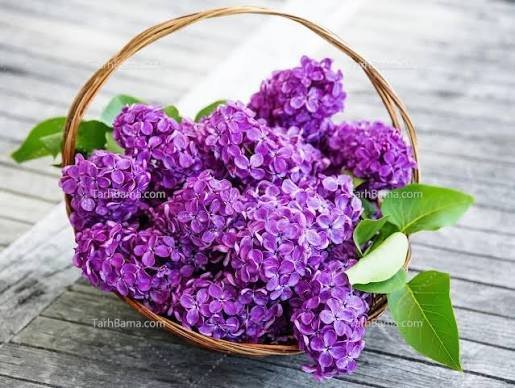  زیباترین عکس گل بنفش