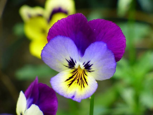  زیباترین عکس گل بنفش