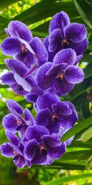  زیباترین عکس گل بنفش