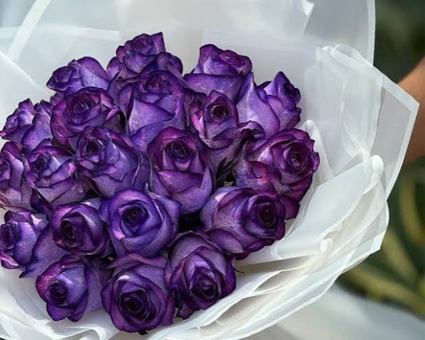  زیباترین عکس گل بنفش